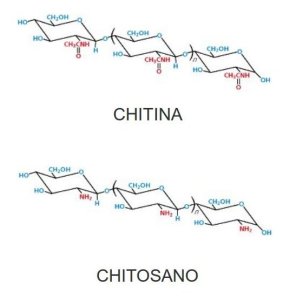 chitina-chitosan